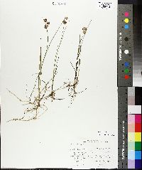 Juncus nodosus image