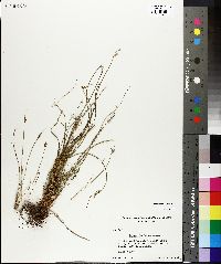 Juncus parryi image