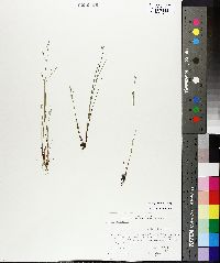 Juncus pelocarpus image