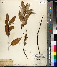 Salix pyrifolia image