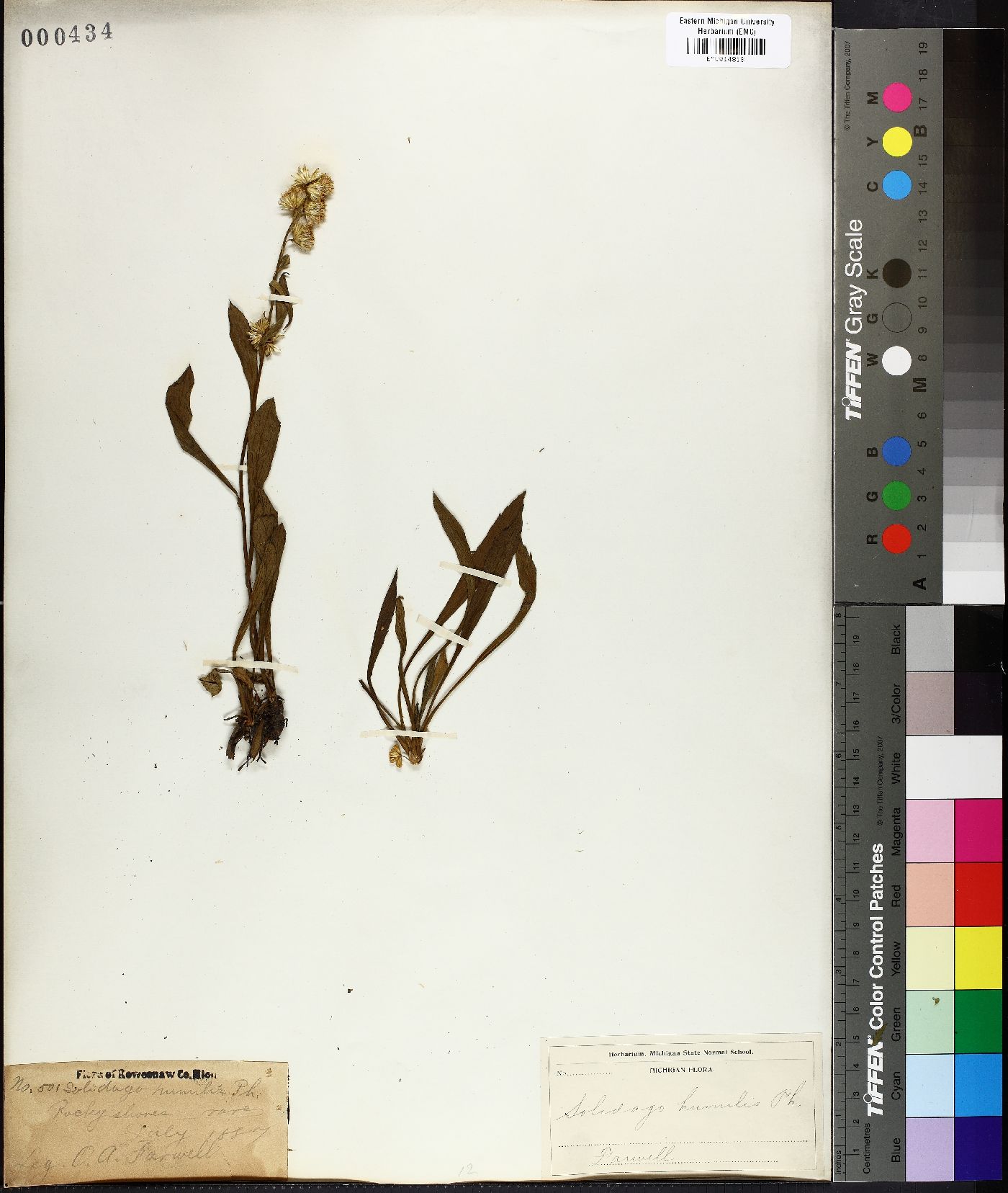 Solidago humilis image