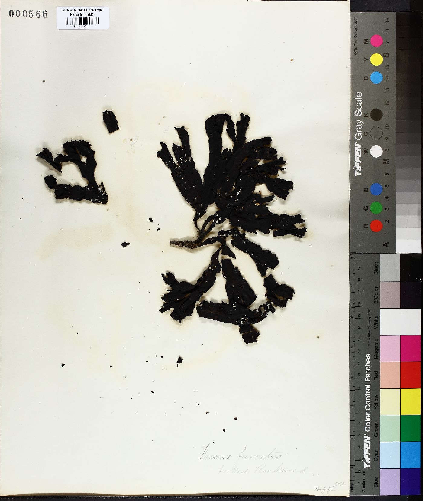 Fucus distichus image