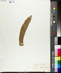 Scolopendrium vulgare image