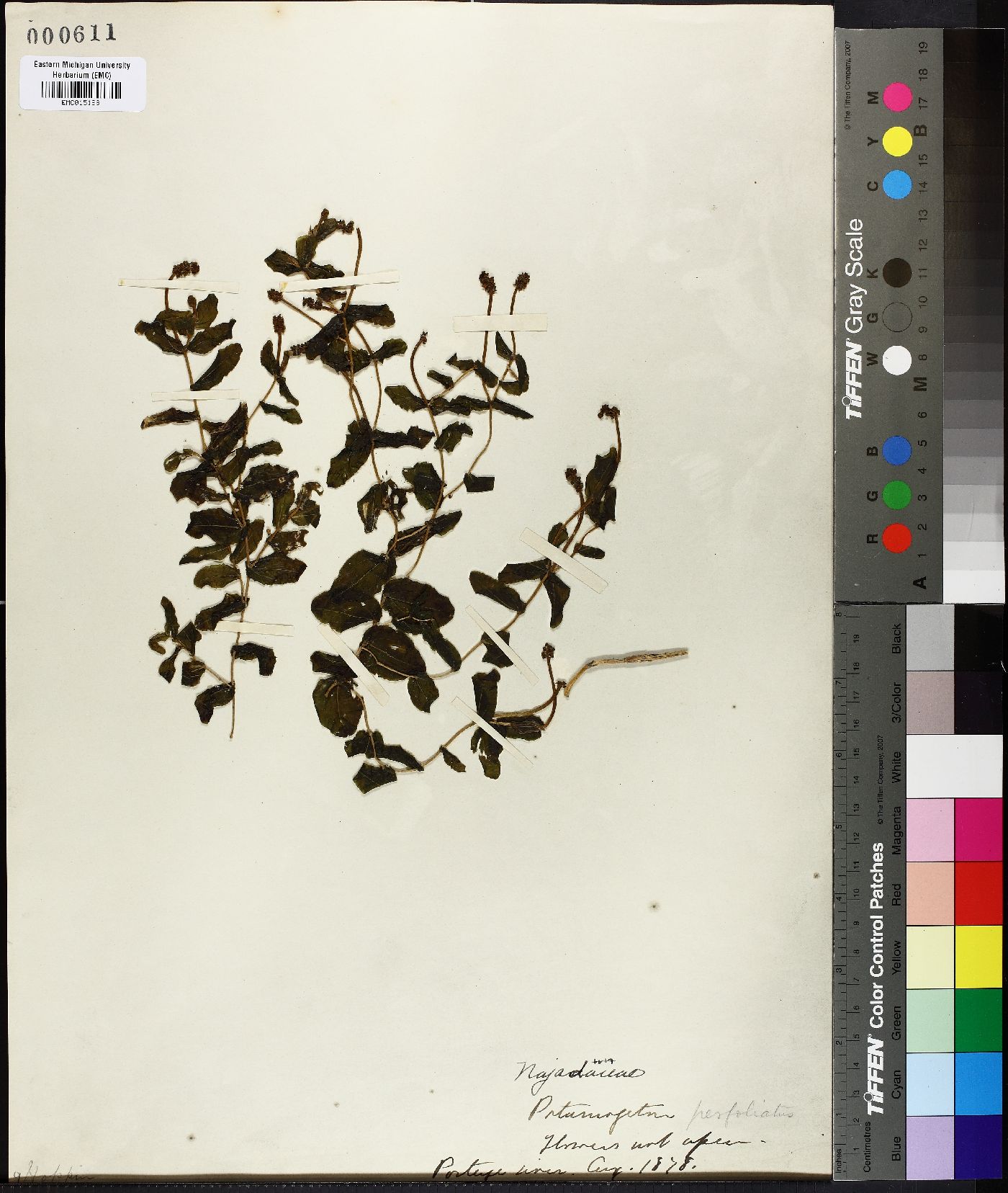 Potamogeton perfoliatus image