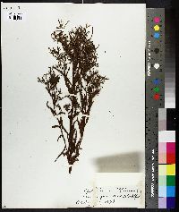 Epilobium palustre image