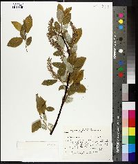 Salix pyrifolia image