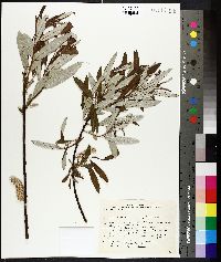 Salix pellita image