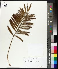 Zamia pumila image