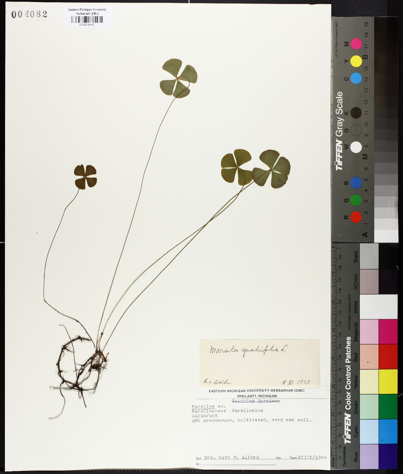 Marsilea quadrifolia image