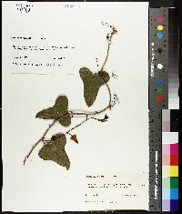 Smilax auriculata image