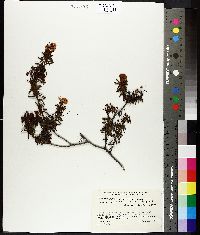 Rhododendron tomentosum image