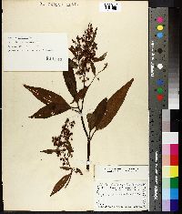 Rumex verticillatus image