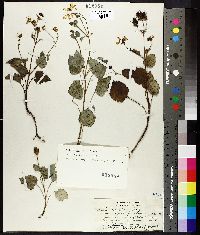 Bidens populifolia image