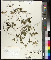 Vigna owahuensis image