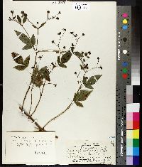 Bidens fulvescens image