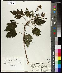 Bidens macrocarpa image