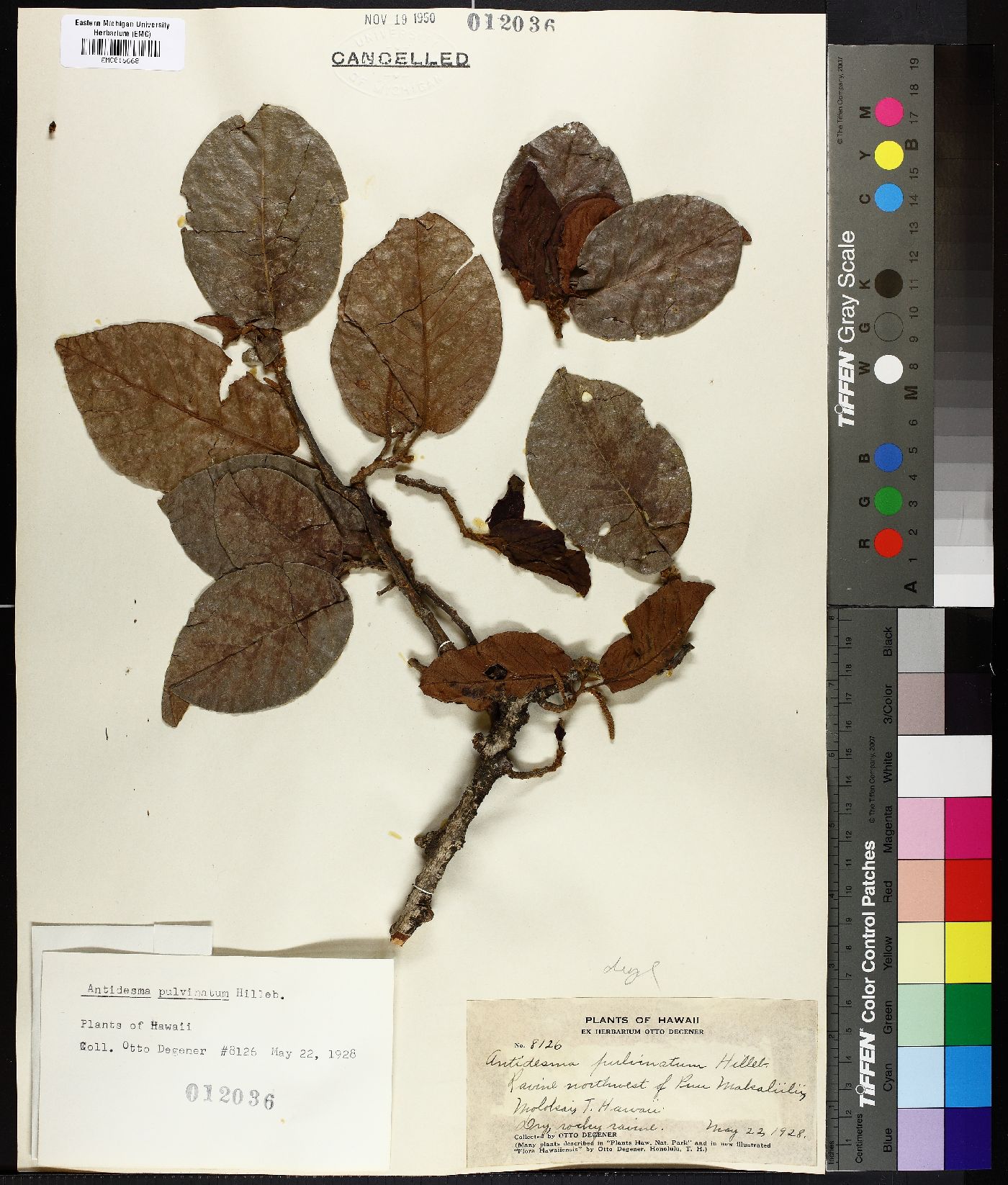 Antidesma pulvinatum image