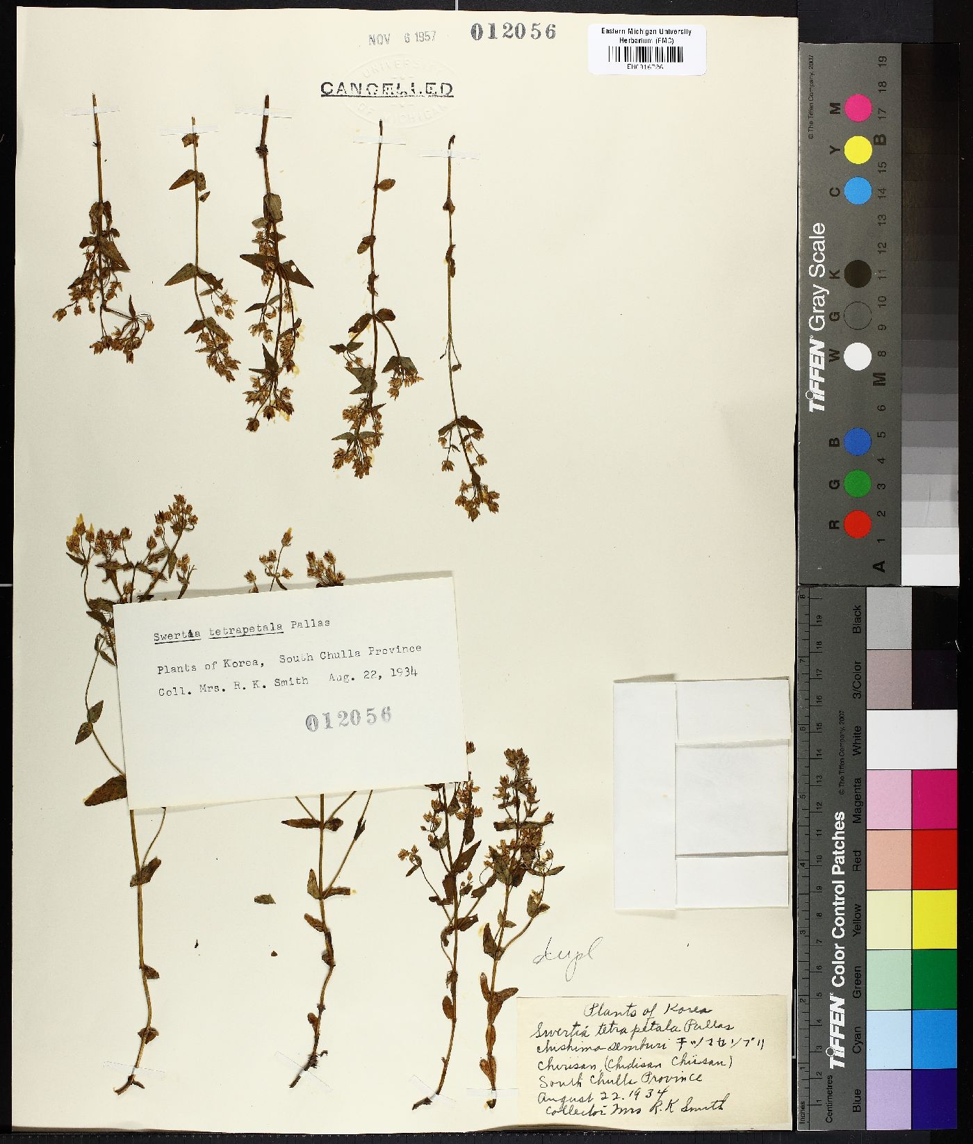 Swertia tetrapetala image