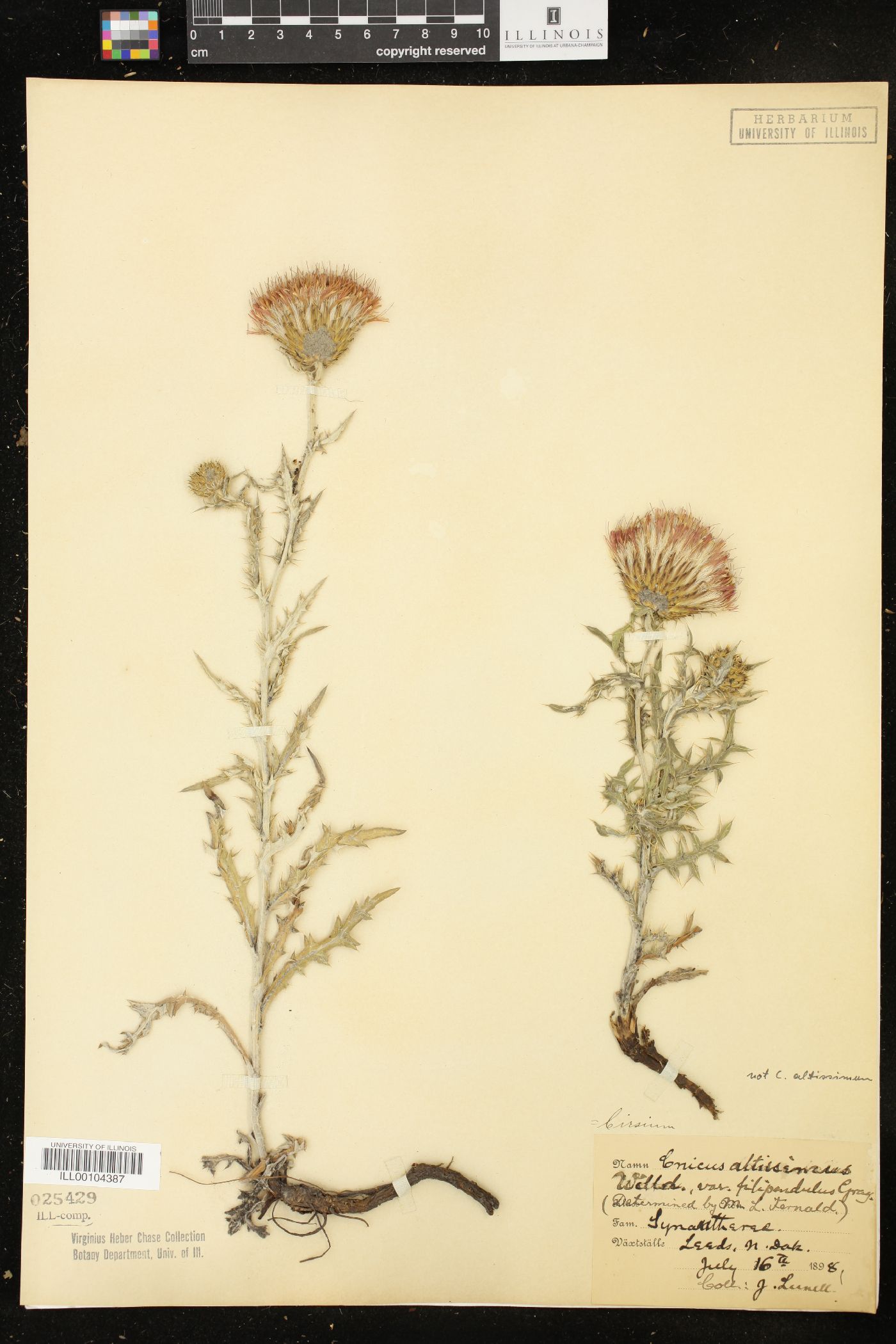 Cirsium altissimum var. filipendulum image