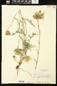 Cirsium remotifolium image