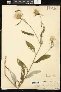 Cirsium altissimum image