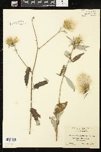 Cirsium altissimum image