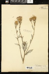 Cirsium altissimum image