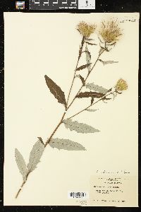 Cirsium altissimum image