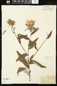 Cirsium altissimum image