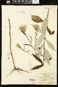 Cirsium altissimum image