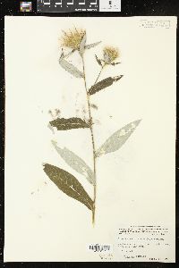 Cirsium altissimum image