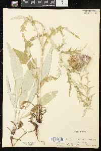 Cirsium altissimum image