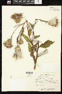 Cirsium altissimum image