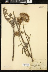 Cirsium andersonii image