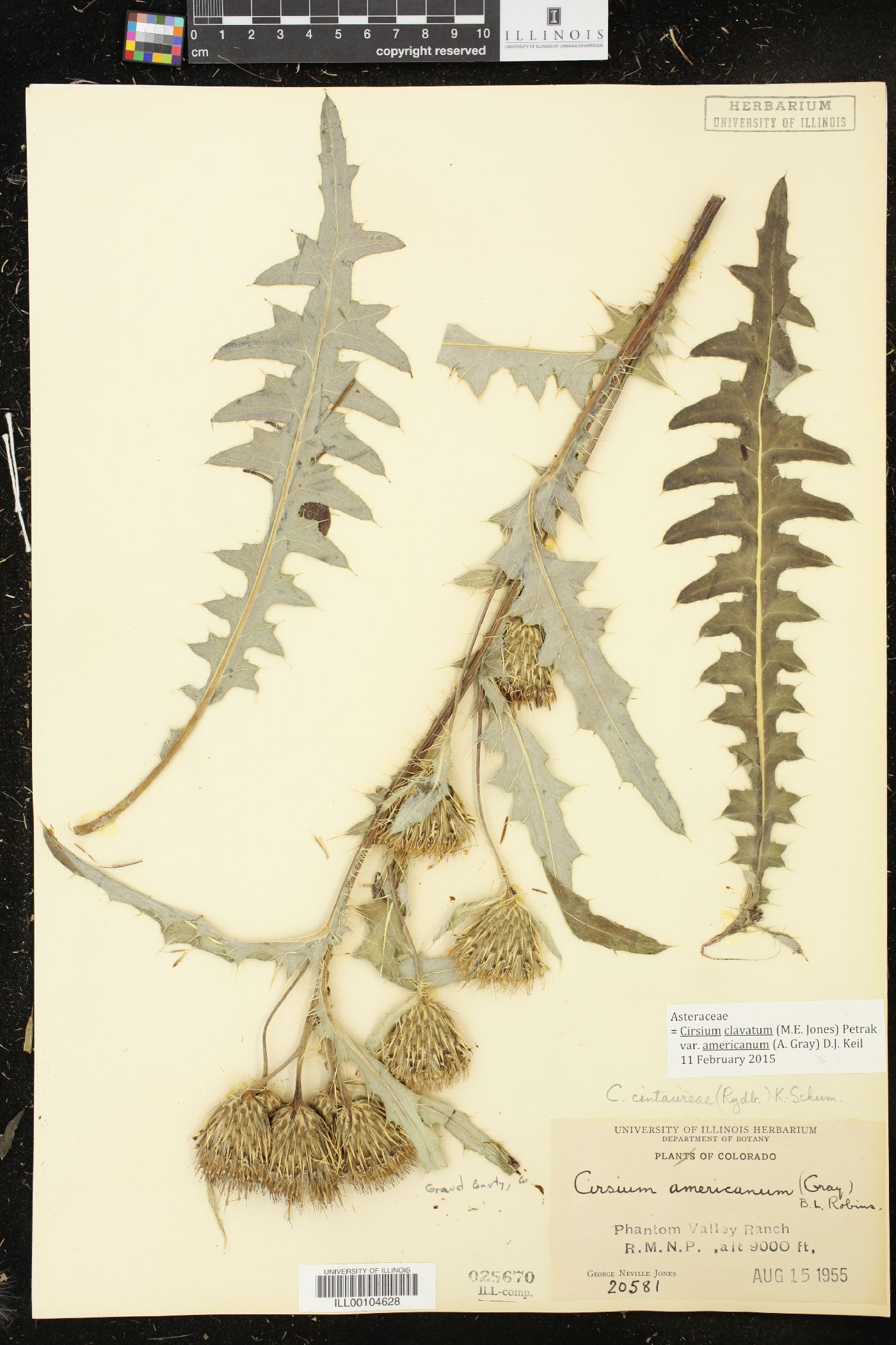 Cirsium clavatum var. americanum image