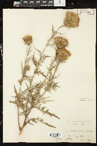 Cirsium discolor image