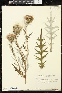 Cirsium discolor image