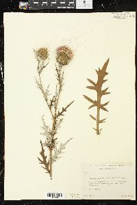 Cirsium discolor image