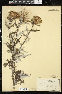 Cirsium discolor image