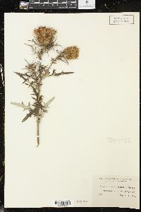 Cirsium discolor image