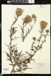 Cirsium discolor image