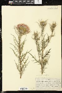 Cirsium discolor image