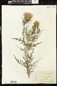 Cirsium discolor image