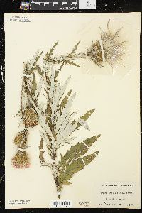 Cirsium discolor image