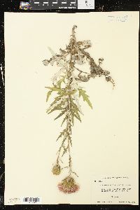 Cirsium discolor image