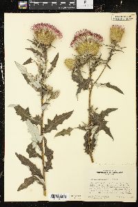 Cirsium discolor image