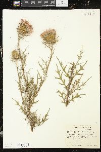 Cirsium discolor image