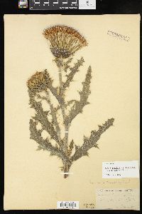 Cirsium pumilum image