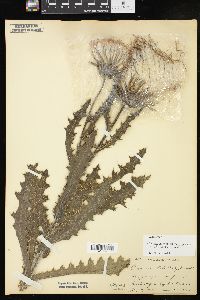 Cirsium pumilum image