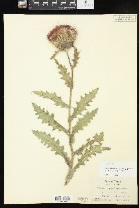 Cirsium pumilum image